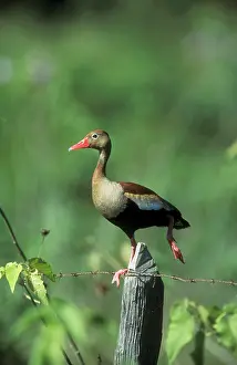 Post: Black-bellied WHISTLING / Black-bellied Tree DUCK