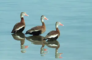 B Moose Peterson: Black-bellied WHISTLING / Black-bellied Tree DUCKS