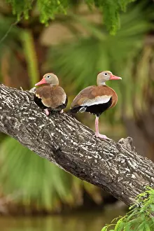 Autumnalis: Black-bellied Whistling Duck