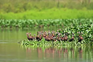 Autumnalis: Black-bellied Whistling Duck