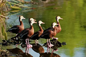 Galloanserae: Black-bellied Whistling Duck