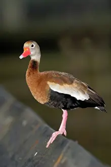 Blackbellied: Black-bellied Whistling Duck