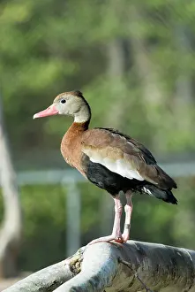 Autumnalis: Black-bellied Whistling-Duck