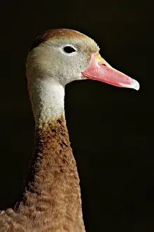 Blackbellied: Black-bellied Whistling Duck