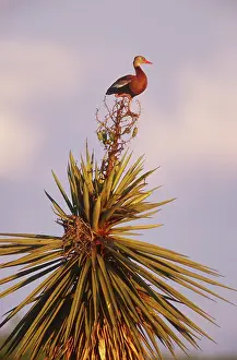 Whistling: Black-bellied Whistling Duck