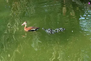 Whistling: Black-bellied Whistling-Duck with brood