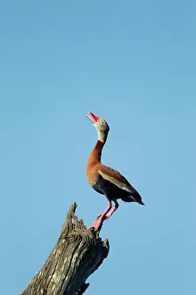 Autumnalis: Black-bellied Whistling Duck - calling from tree
