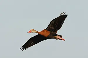Cameron: Black-bellied Whistling Duck (Dendrocygna