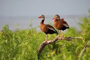Cameron: Black-bellied Whistling Duck (Dendrocygna