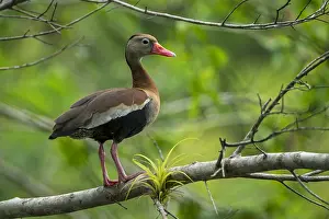 Bellied: Black-bellied Whistling Duck (Dendrocygna autumnalis)