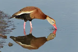 Autumnalis: Black-bellied Whistling Duck - drinking