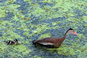 Duckweed: Black-Bellied Whistling-Duck and Duckling