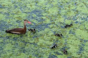Ducklings: Black-Bellied Whistling-Duck and Ducklings