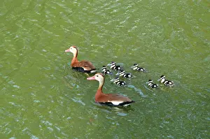 Ducklings: Black-bellied Whistling-Duck family