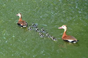 Ducklings: Black-bellied Whistling-Duck family