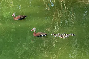 Ducklings: Black-bellied Whistling-Duck family