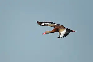 Autumnalis: Black-bellied Whistling Duck - in flight