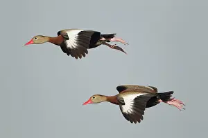 Autumnalis: Black-bellied Whistling Duck - in flight