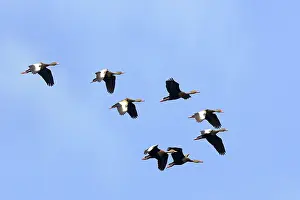 Autumnalis: Black-bellied Whistling-Duck - flock in flight