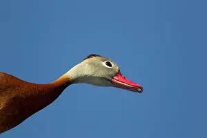 Autumnalis: Black-bellied Whistling Duck - head shot