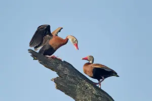 Autumnalis: Black-bellied Whistling Duck - pair on tree