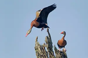 Autumnalis: Black-bellied Whistling Duck - pair on tree, with