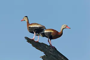 Autumnalis: Black-bellied Whistling Duck - pair on tree
