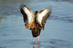 Autumnalis: Black-bellied Whistling Duck - preening