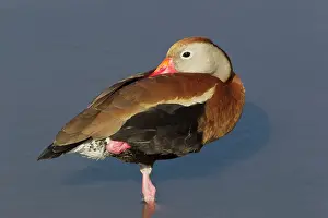 Autumnalis: Black-bellied Whistling Duck - sleeping