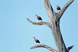 Autumnalis: Black-bellied Whistling Duck - on tree