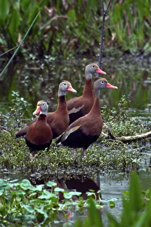 Blackbellied: Black-bellied Whistling-ducks