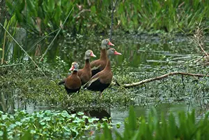 Blackbellied: Black-bellied Whistling-ducks