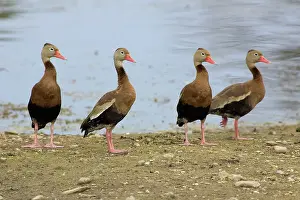 Blackbellied: Black-bellied Whistling Ducks