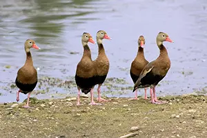 Blackbellied: Black-bellied Whistling Ducks
