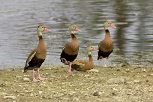 Blackbellied: Black-bellied Whistling Ducks