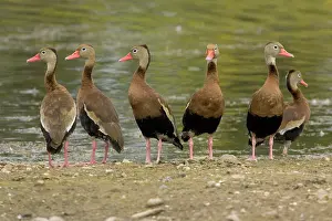 Blackbellied: Black-bellied Whistling Ducks