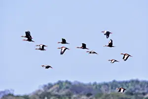 Autumnalis: Black-bellied Whistling Ducks in flight