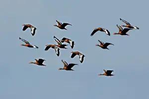 Whistling: Black-bellied Whistling Ducks in flight