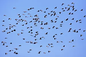 Autumnalis: Black-bellied Whistling Ducks - in flilght - March