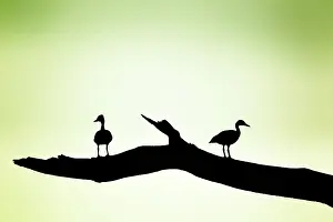 Autumnalis: Black-bellied Whistling Ducks - silhouette on tree