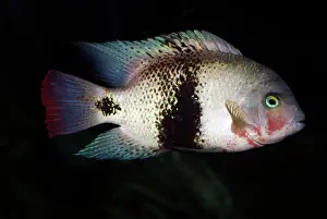 Cichlids: Black Belt Cichlid - freshwaters