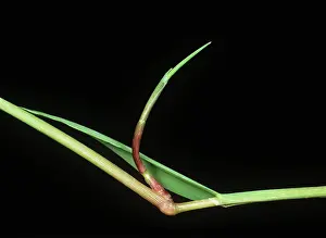 Weed: Black bent culm node