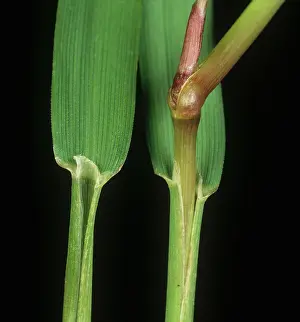 Weed: Black bent leaf ligules