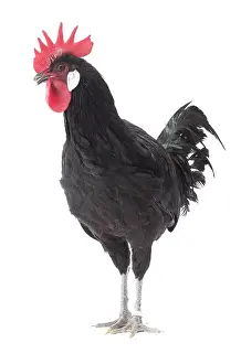 Wattles: Black Bergische Schlotterkamm Chicken Cockerel / Rooster