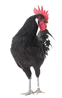 Wattles: Black Bergische Schlotterkamm Chicken Cockerel / Rooster