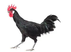 Wattles: Black Bergische Schlotterkamm Chicken Cockerel / Rooster
