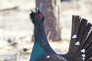 Phasianides: black-billed capercaillie