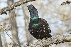 Phasianides: black-billed capercaillie