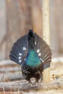 Phasianides: black-billed capercaillie