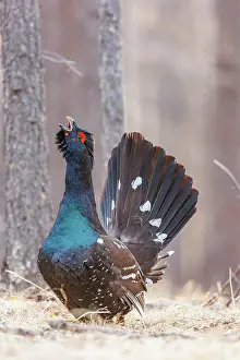 Phasianides: black-billed capercaillie